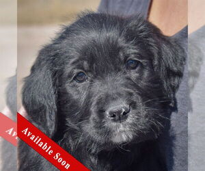 Mutt Dogs for adoption in Huntley, IL, USA