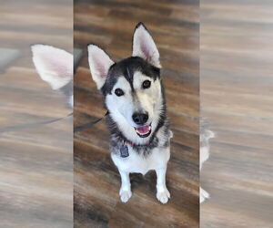 Mutt Dogs for adoption in Shelburne, VT, USA