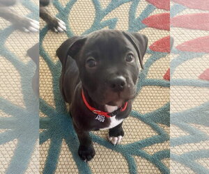 American Staffordshire Terrier-Unknown Mix Dogs for adoption in Atlanta, GA, USA