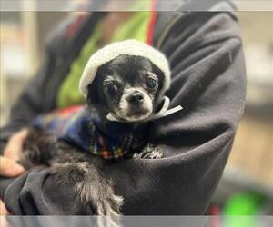 Papillon Dogs for adoption in Fort Collins, CO, USA