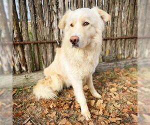 - Mix Dogs for adoption in Fredericksburg, TX, USA