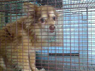 Pomeranian Dogs for adoption in San Bernardino, CA, USA