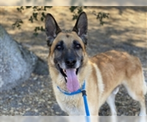 German Shepherd Dog Dogs for adoption in Salinas, CA, USA