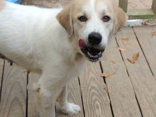 Great Pyrenees Dogs for adoption in Lindale , TX, USA