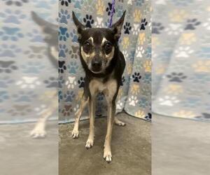 Medium Photo #1 Rat Terrier Puppy For Sale in Rosenberg, TX, USA
