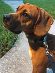Bogle Dogs for adoption in Tampa, FL, USA
