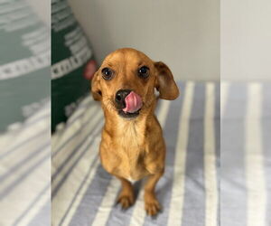 Chiweenie Dogs for adoption in Oak Bluffs, MA, USA