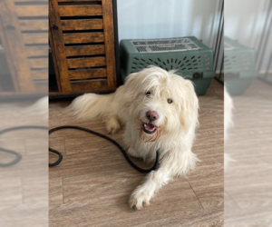 Mutt Dogs for adoption in Foristell, MO, USA