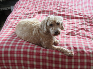 Poodle (Miniature)-Unknown Mix Dogs for adoption in Effort, PA, USA