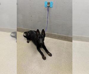 German Shepherd Dog-Unknown Mix Dogs for adoption in Las Vegas, NV, USA