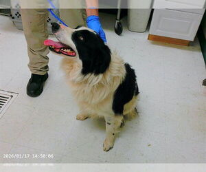 Border Collie-Unknown Mix Dogs for adoption in Oroville, CA, USA