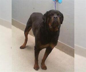 Rottweiler-Unknown Mix Dogs for adoption in Las Vegas, NV, USA