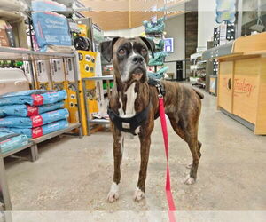 Boxer Dogs for adoption in New Orleans, LA, USA