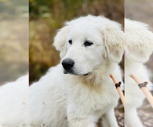 Medium Photo #6 Great Pyrenees Puppy For Sale in Croydon, NH, USA