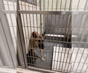 Mutt Dogs for adoption in Upland, CA, USA