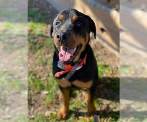 Rottweiler Dogs for adoption in Alexandria, VA, USA