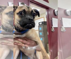 Pug-Unknown Mix Dogs for adoption in Springfield, MA, USA