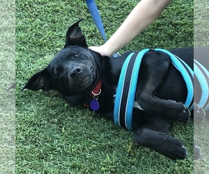 Labrador Retriever-Unknown Mix Dogs for adoption in Fresno, CA, USA