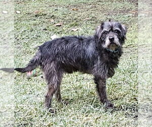 Mutt Dogs for adoption in Olalla, WA, USA