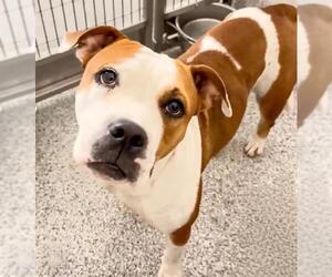 Bulldog-Unknown Mix Dogs for adoption in Houston, TX, USA