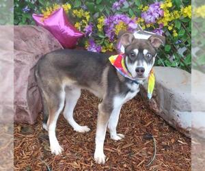 Siberian Husky-Unknown Mix Dogs for adoption in Oklahoma City, OK, USA