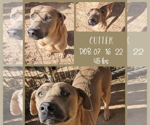 Mutt Dogs for adoption in Woodbury, NY, USA