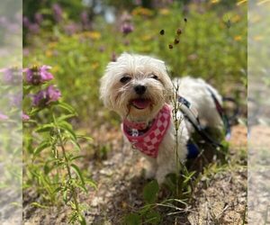 Maltese Dogs for adoption in Spring Lake, NC, USA