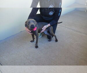 American Pit Bull Terrier-Unknown Mix Dogs for adoption in McKinney, TX, USA