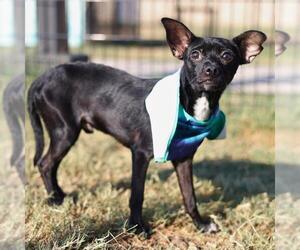 Chihuahua-Unknown Mix Dogs for adoption in San Antonio, TX, USA