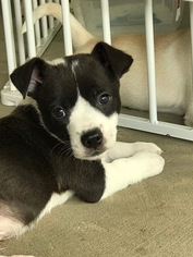 Medium Photo #1 Boston Terrier-Unknown Mix Puppy For Sale in Mobile, AL, USA