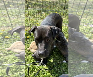 American Pit Bull Terrier-Labrador Retriever Mix Dogs for adoption in Holly Springs, NC, USA