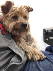 Silky Terrier Dogs for adoption in Sylmar, CA, USA