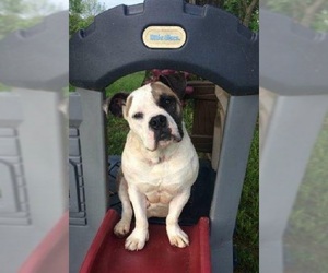 Bull Terrier Dogs for adoption in Rutledge, TN, USA