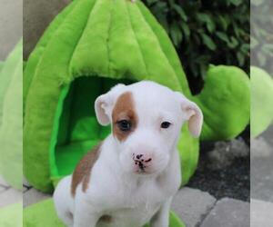 Unknown-Whippet Mix Dogs for adoption in San Diego, CA, USA