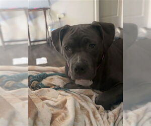 Staffordshire Bull Terrier-Unknown Mix Dogs for adoption in Ogden, UT, USA