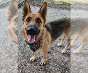 German Shepherd Dog Dogs for adoption in Kankakee, IL, USA