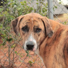 Labrador Retriever Dogs for adoption in Canton, CT, USA