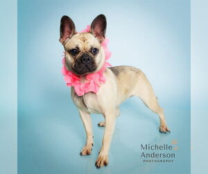Pug Dogs for adoption in Corona, CA, USA