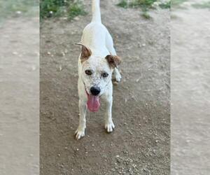 Mutt Dogs for adoption in Riverside, CA, USA