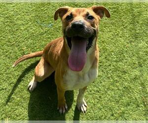 German Shepherd Dog-Unknown Mix Dogs for adoption in Raleigh, NC, USA