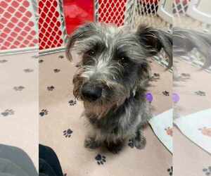 Mutt Dogs for adoption in Hinckley, IL, USA