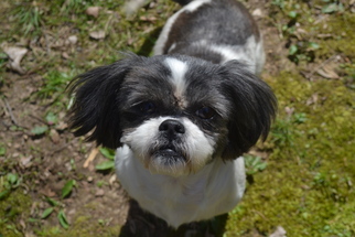 Shih Tzu Dogs for adoption in Columbus, IN, USA