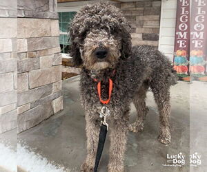 Poodle (Miniature)-Unknown Mix Dogs for adoption in Washington, DC, USA