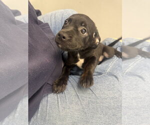 Labrador Retriever-Unknown Mix Dogs for adoption in Hilton Head, SC, USA