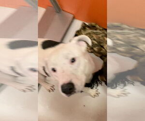 American Bulldog Dogs for adoption in Pampa, TX, USA