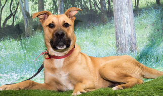 Black Mouth Cur Dogs for adoption in Denver, CO, USA