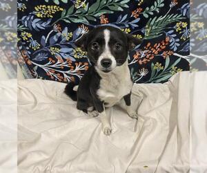Chihuahua Dogs for adoption in Modesto, CA, USA