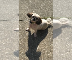 Medium Photo #1 Shinese Puppy For Sale in Oak Bluffs, MA, USA