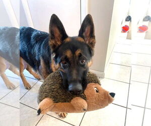 German Shepherd Dog Dogs for adoption in Boonton, NJ, USA