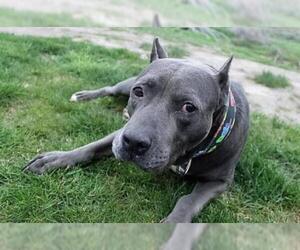 American Pit Bull Terrier-Unknown Mix Dogs for adoption in Benton City, WA, USA